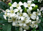 View Aglaia Odorata Seeds image 2