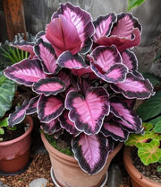 View Rare Giant Tall Hosta Bulbs – Towering Elegance & Shade-Tolerant Beauty image 4