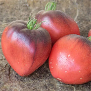 View Sgt. Pepper's Tomatoes Seeds - Heirloom image 5