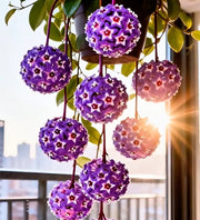 View ✨Hoya Bulbs- Stars falling from the sky✨ image 3