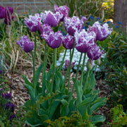View Blue Cummins Tulip Seeds image 6