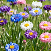 View 🌸Cornflower Garden Seeds image 2