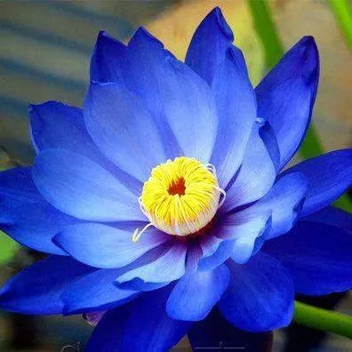 🌸[7 days germination]Last Day Sale - 50% OFF💐The Sacred Bonsai Bowl Lotus Flower