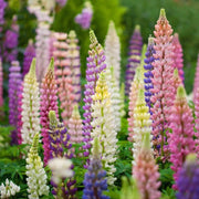 View LUPINE FLOWER SEEDS image 2