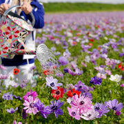 View De Caen Mix Anemone Seeds image 4