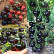 View Black Tomato - Black Beauty Queen🍅 image 1