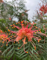 View Grevillea banksii (Red Silky Oak) Seeds image 6