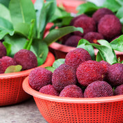 View Giant Bayberry: Ping-Pong Ball Size, ⭐Strawberry-Cherry Fusion Flavor image 3