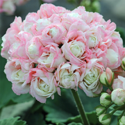View Apple Blossom Geranium Seeds image 1