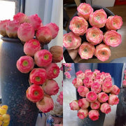 View Pink Mountain Rose -Succulent image 3