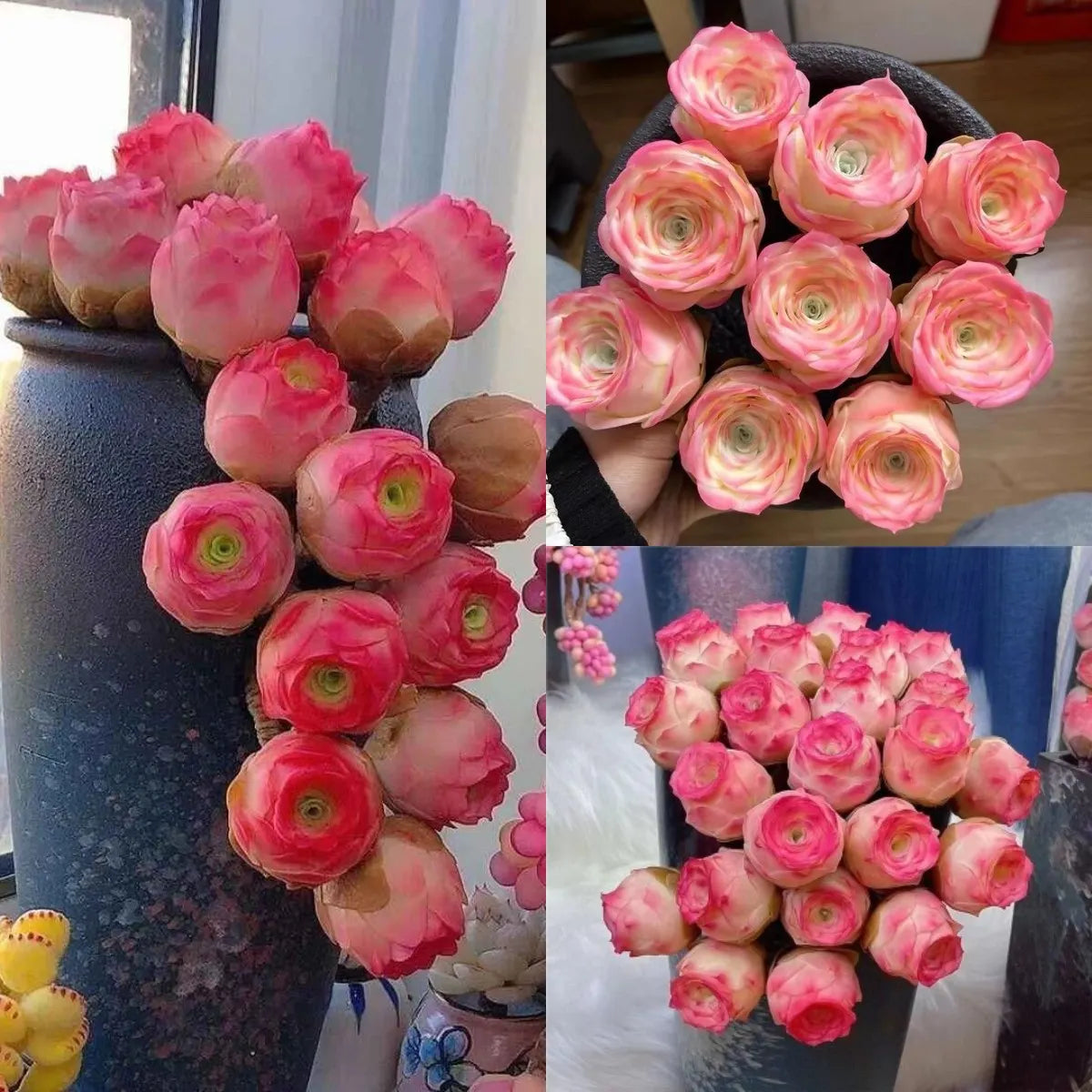 Pink Mountain Rose -Succulent