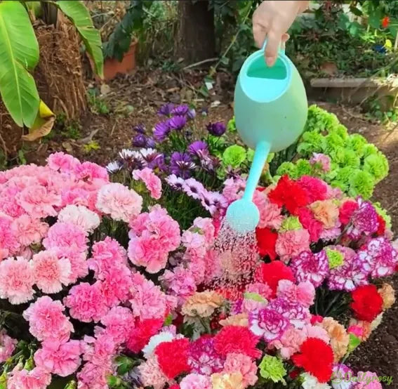 Double-Flowered Mixed Carnation Seeds