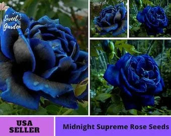 Rare Black Blue Rose- Seeds
