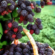 View Sweet Giant Blackberry Seeds image 2