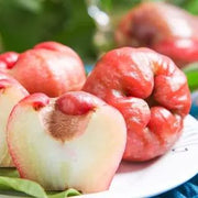 View Wax-apple Fruit Seeds🍹100% Germination Rate image 3