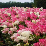 View Strawberry Sundae Hydrangea image 6