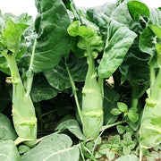 View Big chicken leg kale Seeds image 2