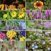 View 🔥Last day clearance💝Premium Cold-Hardy Mixed Perennial Flower Seeds - Selected 40+ Fall Planting Mix image 6