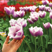 View Blue Cummins Tulip Seeds image 2