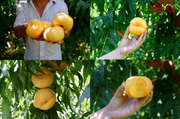 View 🌟Golden Legend - Golden Peach Seeds image 2