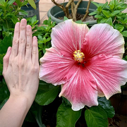 View Beautiful Cosmic Dancer Hibiscus image 2