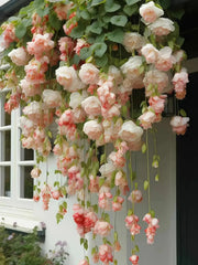 View Weeping Begonia Seeds-Malus halliana image 4