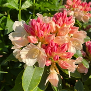 View Alpine Azalea Seeds 🌸 Rare Species image 3