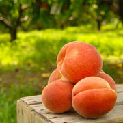 View 🔥 85K+ SOLD! 🍑 Heirloom "Honey Red" Dwarf Peach Tree Live Seeds image 4