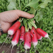 View Thumb Fruit Radish Seeds image 5