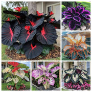 View 🌿 Rare Hosta Flower Bulbs🎁2025 Special Offer image 1