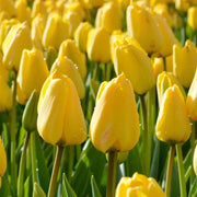 View Golden Parade Tulip Seeds image 3
