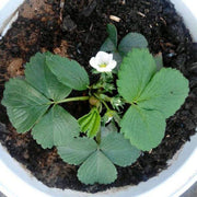 View 1 Bag Rare Milk Strawberry Seeds image 6