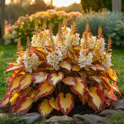 View 🌿 Rare Hosta Seeds — Premium, Shade-Loving Perennials with Lush Foliage🌈 image 4