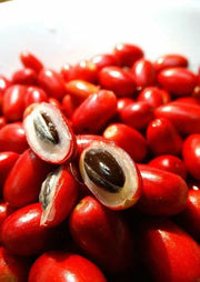 View RARE Miracle fruit seeds, Miracle berry image 3
