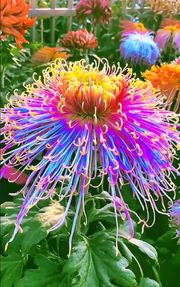 View Mixed Spider Mums Flower Seeds-Over 20 Colors image 2