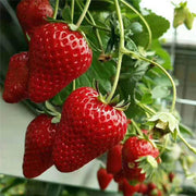 View All-season Strawberry Seeds image 1