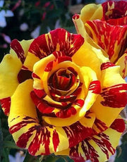 View Tea Rose 'Dragon Tiger' Seeds image 4