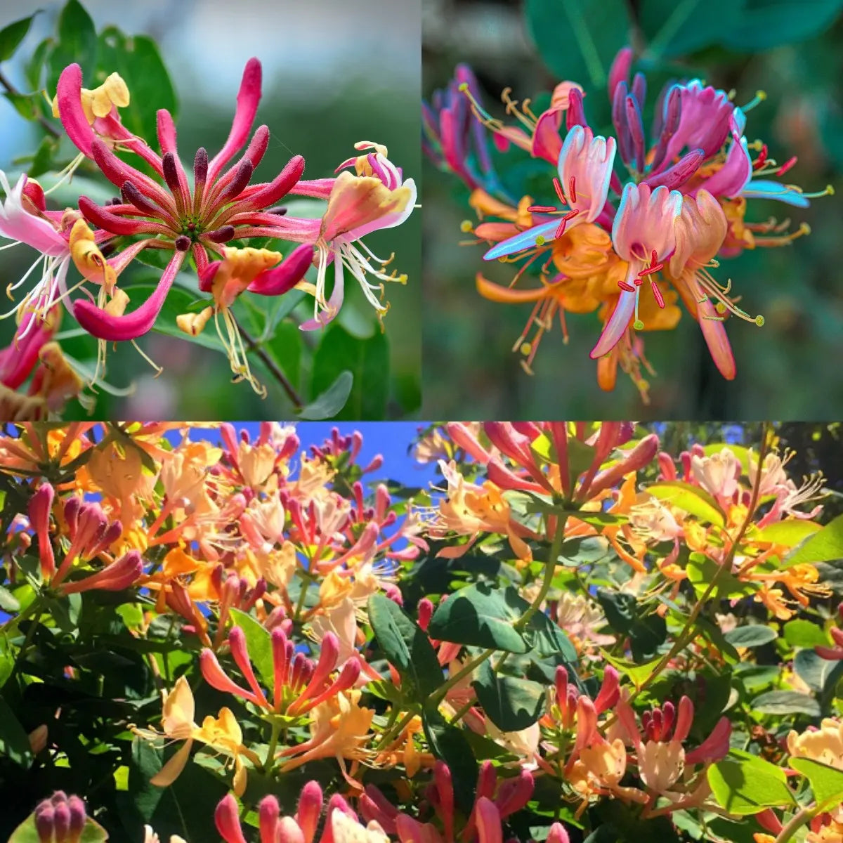 Colorful Honeysuckle Seeds 👍Flowers that are good for your health🌿