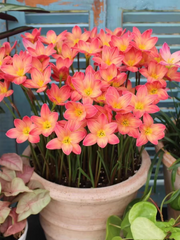 View Rain Orchid Bulbs-Blooms once the next rain falls image 3