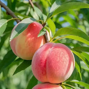 View 🔥 85K+ SOLD! 🍑 Heirloom "Honey Red" Dwarf Peach Tree Live Seeds image 3