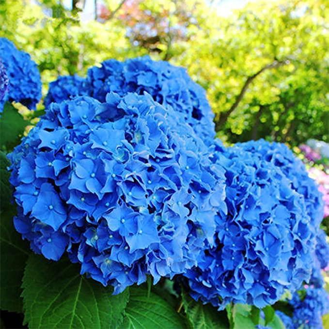 Hydrangea Seed: Beautiful, reunion and gratitude