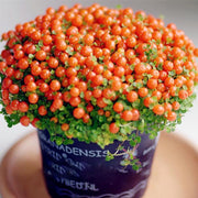 View Egrow 50Pcs(100Pcs)/Bag Lamp Beads Grass Seeds Flower Seeds Garden Bonsai Plant for Home Garden Plants image 1