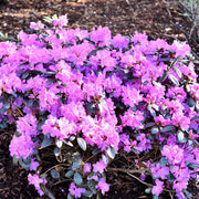 View Stunning Azaleas – Red, Pink, White & Dreamy Mixed Colors | Four-Season Garden Delight image 3