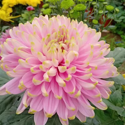 Beautiful Rare Golden Daisy🌻Easy