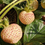 View 1 Bag Rare Milk Strawberry Seeds image 4