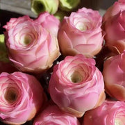 View Pink Mountain Rose -Succulent image 5