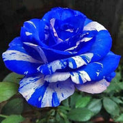 View Blue Dragon Rose Seeds image 6