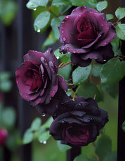 View Black Baccara Seeds image 6