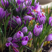 View Saffron Crocus Bulbs -Crocus Sativus image 4