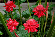 View Porcelain rose seeds-Etlingera elatior-Torch Ginger image 4